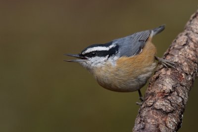 redbreast3ednuthatch3.jpg