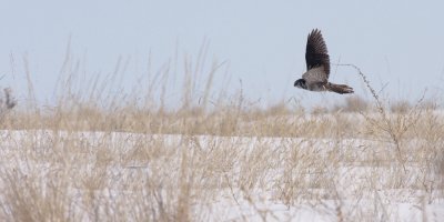 Northern Hawk Owl(Surnia ulula)