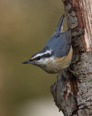 femaleredbreastednuthatch3.jpg