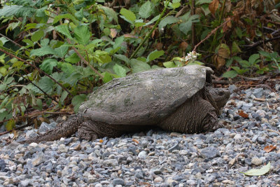 giantturtle1.jpg