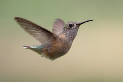 calliope_hummingbird