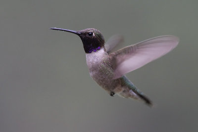 black_chinned_hummingbirds