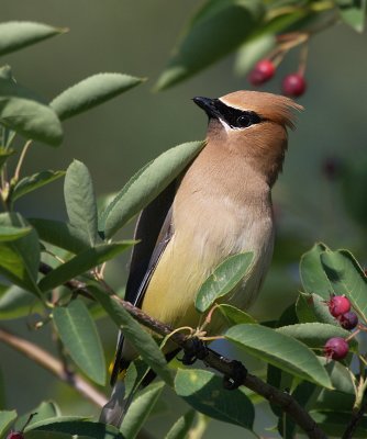 cedarwaxwinginserviceberries3.jpg