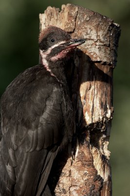 Pileated Woodpecker (Dryocopus pileatus)fledgling female