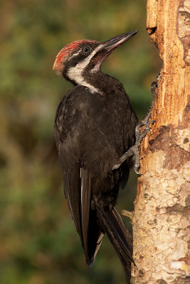 Pileated Woodpecker (Dryocopus pileatus)fledgling male