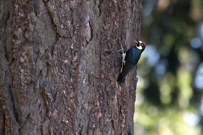 Acorn Woodpecker male (Melanerpes formicivorus)