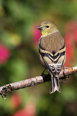 american_goldfinch