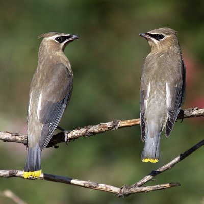 juvenilecedarwaxwing3.jpg