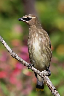 juvenilecedarwaxwing4.jpg