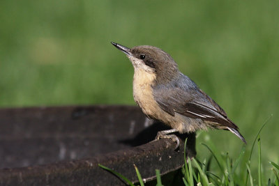 pygmynuthatch2.jpg