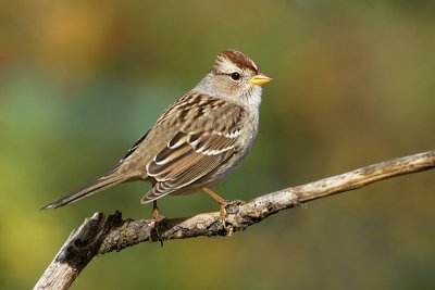 white_crowned_sparrow