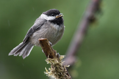 fledglingblackcappedchickadee1.jpg