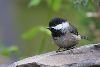 fledglingblackcappedchick1.jpg