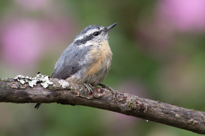 femalefledglingredbreastednuthatch1.jpg