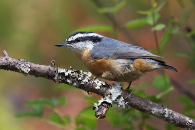 redbreastednuthatchjuv2.jpg