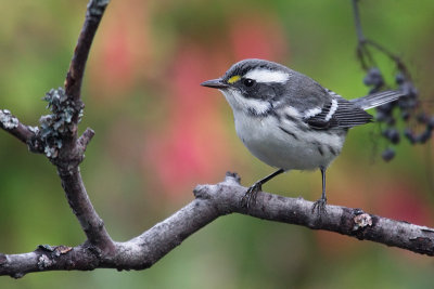 black_throated_gray_warbler