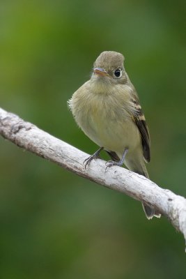 pacific_slope_flycatcher