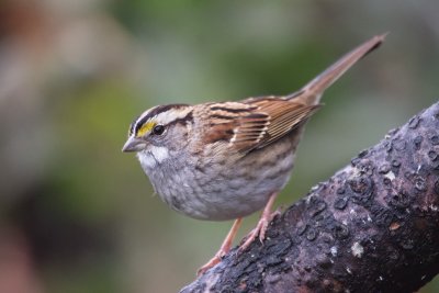 white_throated_sparrow