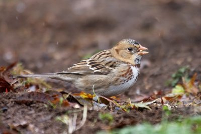 harrisssparrow2.jpg