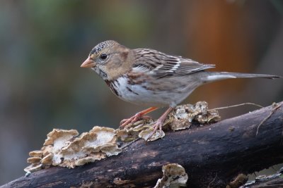 Harris's Sparrow (Zonotrichia querula)