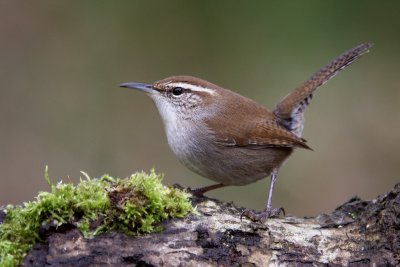 bewicks_wren