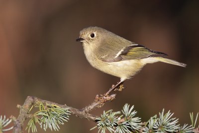 Old World Warblers, Thrushes, And Their Allies