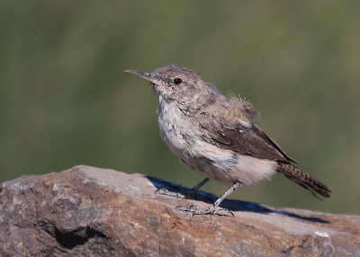 rock_wren