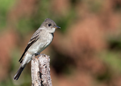 willow_flycatcher