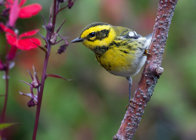 townsends_warbler