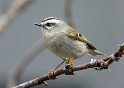 golden_crowned_kinglet