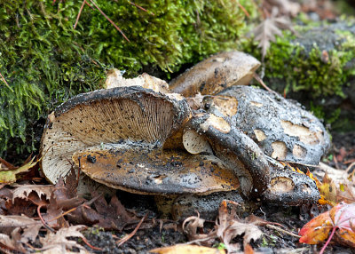 mysterymushroom101412.jpg