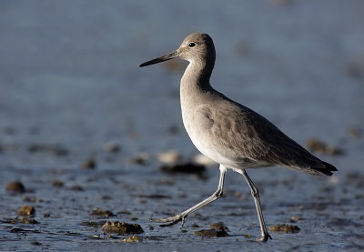 willet