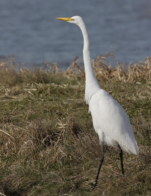 great_egret