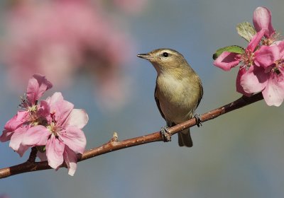 Tyrant Flycatchers, Shrikes and Vireos