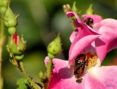 Busy, busy Japanese Beetles