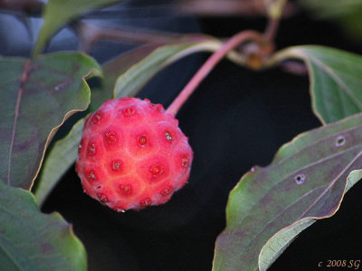 Kousa Dogwood Bears Fruit