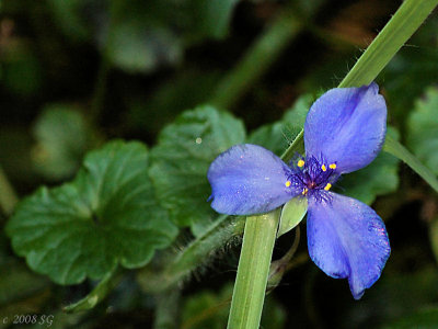 fleur de lis bleu