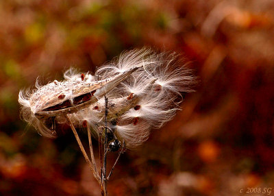 Milkweed Feathers
