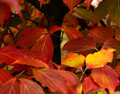 Kousa in Autumn