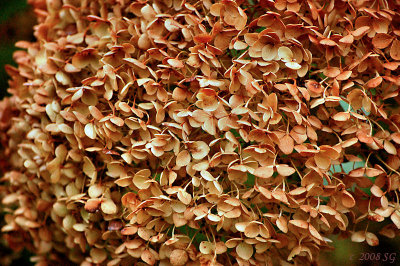 Spent Hydrangea