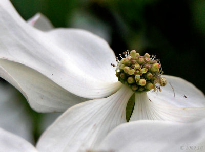 Crown of Thorns