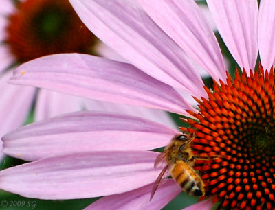 Bee on Cone Flower