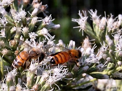 Two Bees...Or Not Two Bees?