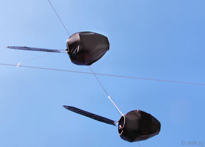 Giant Pollywogs