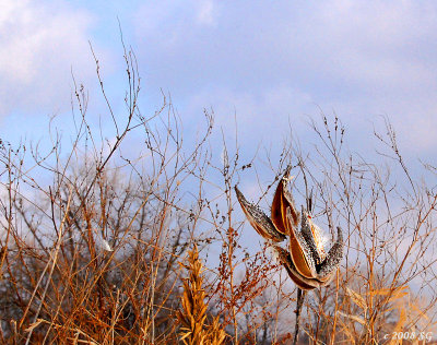 Milkweed Flames