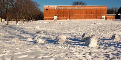 Snow Ball Crop