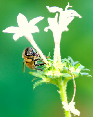 bee_DSC8652.jpg