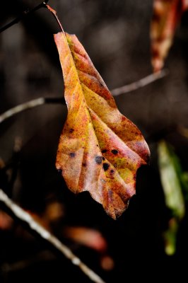 leaf_DSC2038.jpg