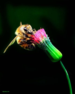 Bee  Red Flower_DSC8114_1.jpg