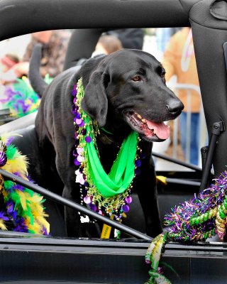 Krewe Des Chiens Parade